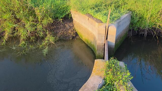 The shot starts at a concrete water sluice gate and moves smoothly to show a vast green Bomba rice field in Marjal de Pego Oliva Natural Park in Alicante Spain.