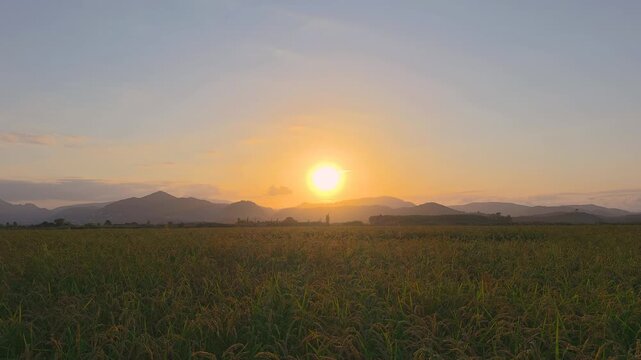 A sunset over a golden Bomba rice field. The sun dips behind the mountain range in Marjal de Pego Oliva Natural Park. The sky turns orange as daylight fades.
