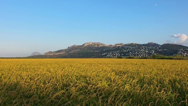 The sun sets over a golden Bomba rice field in Marjal de Pego Oliva Natural Park. The Segaria mountain ridge can be seen in the background as the harvest takes place.