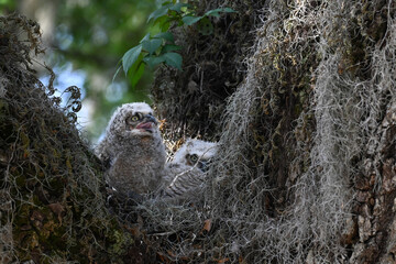 great horned owl baby © Emily