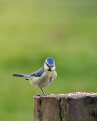 blue tit on a branch © Claire
