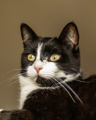 black and white cat © Claire