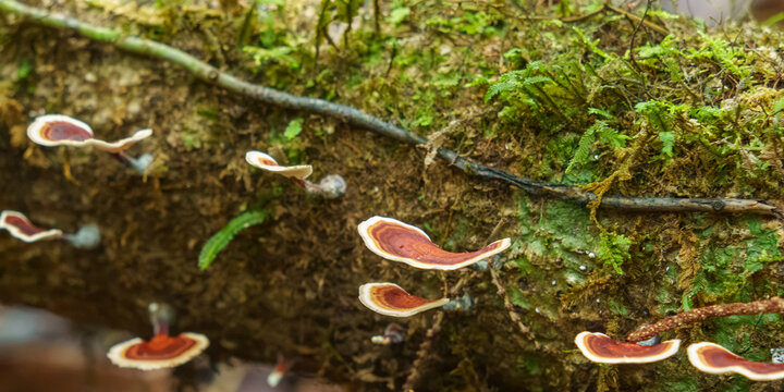 Bracket Fungi Growing on Decaying Jungle Log