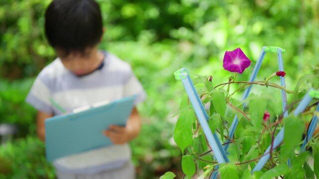 夏休みの宿題に朝顔の絵日記を書く小学一年生の男の子

