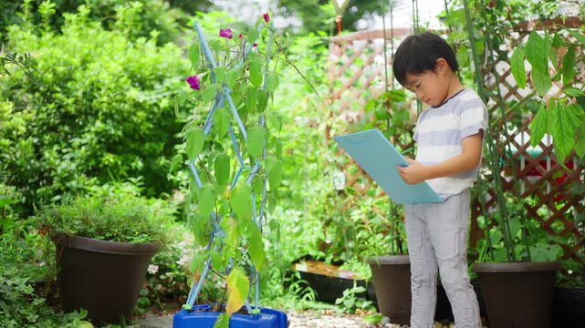夏休みの宿題に朝顔の絵日記を書く小学一年生の男の子
