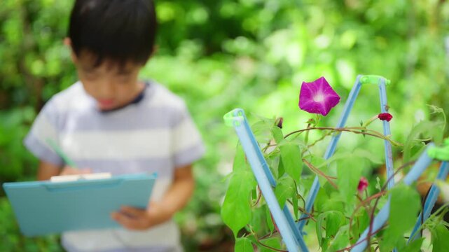 夏休みの宿題に朝顔の絵日記を書く小学一年生の男の子
