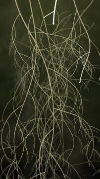 Plant roots branching and spreading downward through dark soil underground seamless loop in bright peat tones vertical 9:16