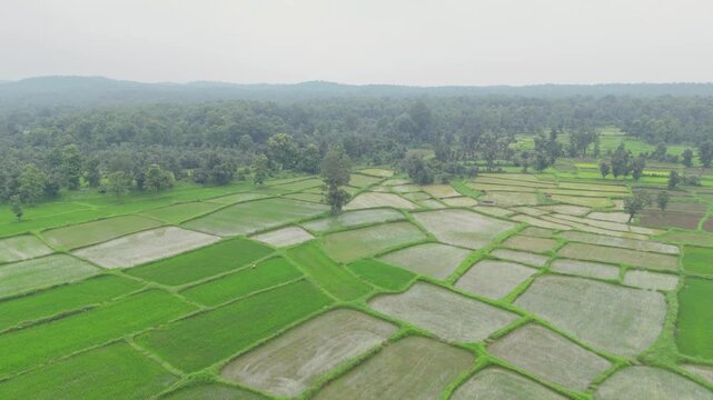 Large fields in monsoon, india, farm side