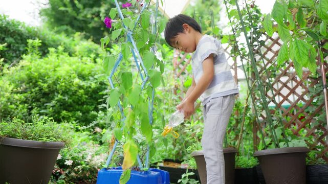 夏休みの宿題に朝顔の水遣りをする小学一年生の男の子