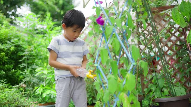 夏休みの宿題に朝顔の水遣りをする小学一年生の男の子