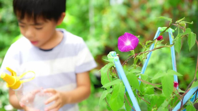 夏休みの宿題に朝顔の水遣りをする小学一年生の男の子