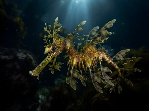 Leafy Seadragon Floating Among Kelp Forest