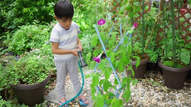 夏休みの宿題に朝顔の水遣りをする小学一年生の男の子