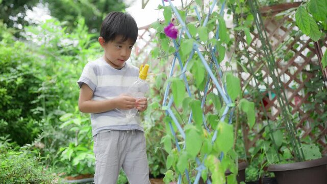 夏休みの宿題に朝顔の水遣りをする小学一年生の男の子