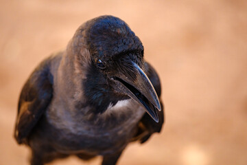 Naklejka premium Close-up front view of a curious black crow looking directly into the camera
