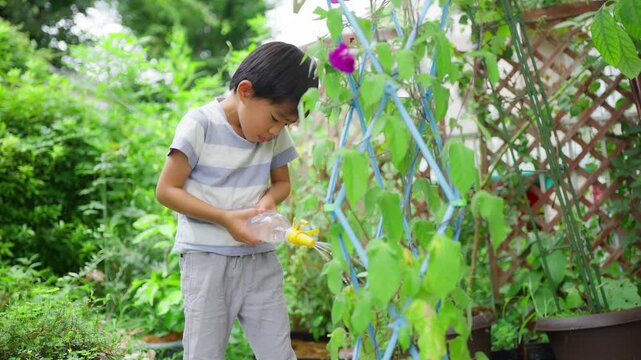 夏休みの宿題に朝顔の水遣りをする小学一年生の男の子
