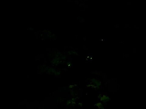 闇夜の蛍たち