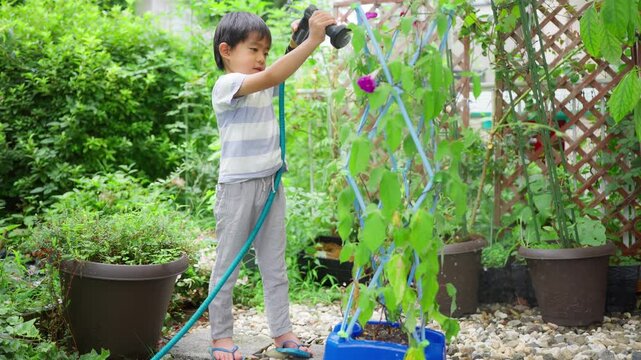 夏休みの宿題に朝顔の水遣りをする小学一年生の男の子