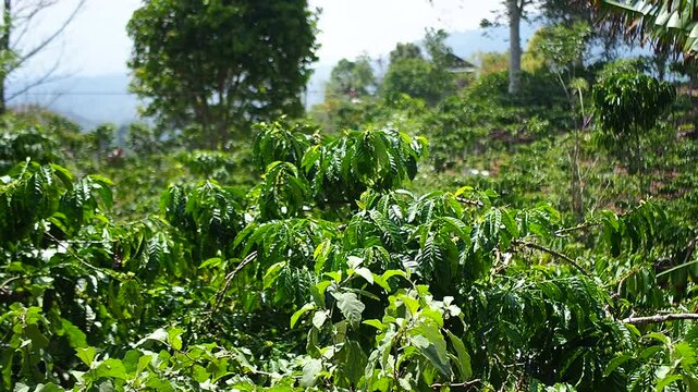 Lush green coffee plantation with fresh coffee beans growing on trees in a sunny agricultural landscape