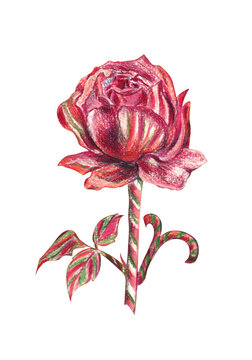 Colored pencils illustration of candy rose - a rose made of Christmas candy canes. Creative drawing for holiday season decorations; for cards, stickers, scrapbooking