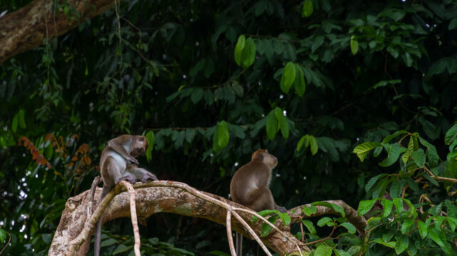 Two Long-Tailed Macaques Resting on Rainforest Branch
