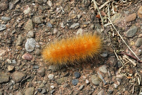 Spilosoma virginica is a species of moth in the subfamily Arctiinae occurring in the United States and southern Canada. As a caterpillar, it is known as the yellow woolly bear.