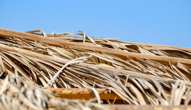 Dried palm fronds roof thatch against clear blue sky