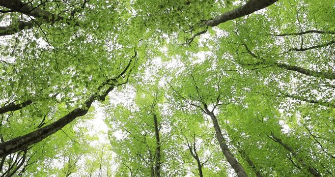 美人林のブナの新緑