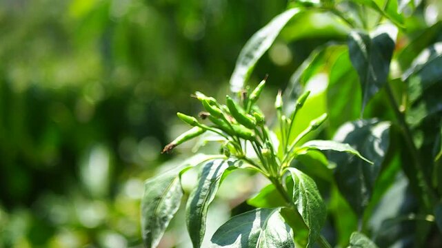 Close-up of Small Green Chili Peppers Growing on a Plant in a Natural Garden Environment