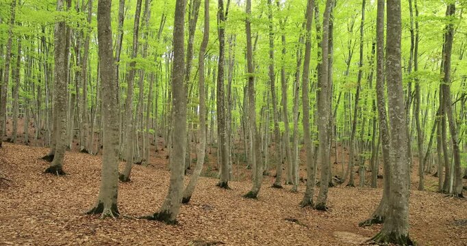 美人林のブナの新緑