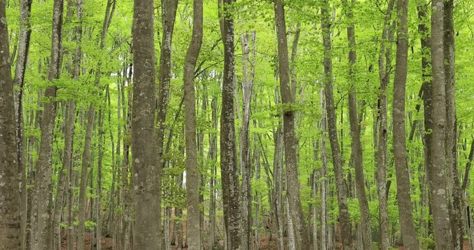 美人林のブナの新緑