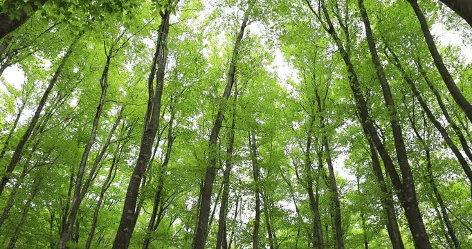 美人林のブナの新緑