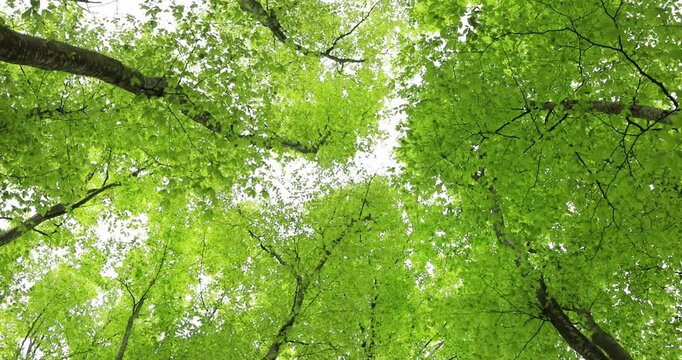 美人林のブナの新緑