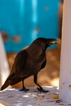 House crow eating food crumbs outdoors near white structure
