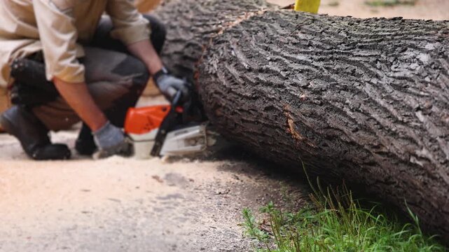 Lumberjack woodcutter team with chainsaw cutting a massive tree in the forest, logger brigade sawing and chopping firewood timber trunk on sawmill, thinning crew at work, fallen tree after the storm