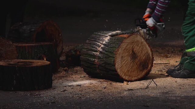 Lumberjack woodcutter team with chainsaw cutting a massive tree in the forest, logger brigade sawing and chopping firewood timber trunk on sawmill, thinning crew at work, fallen tree after the storm