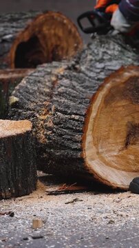 Lumberjack woodcutter team with chainsaw cutting a massive tree in the forest, logger brigade sawing and chopping firewood timber trunk on sawmill, thinning crew at work, fallen tree after the storm
