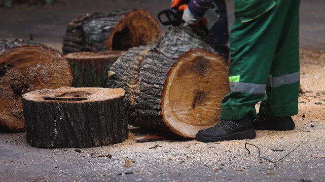 Lumberjack woodcutter team with chainsaw cutting a massive tree in the forest, logger brigade sawing and chopping firewood timber trunk on sawmill, thinning crew at work, fallen tree after the storm