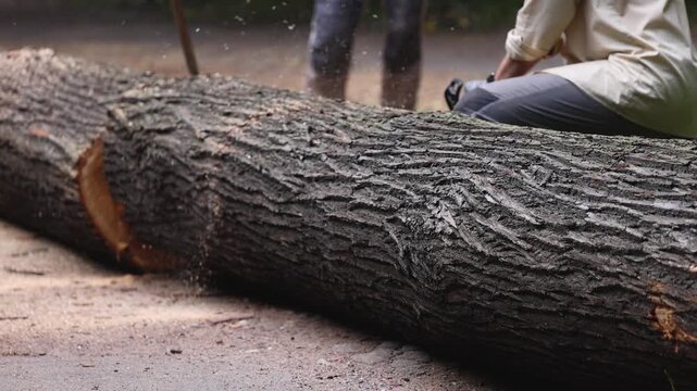 Lumberjack woodcutter team with chainsaw cutting a massive tree in the forest, logger brigade sawing and chopping firewood timber trunk on sawmill, thinning crew at work, fallen tree after the storm