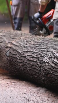 Lumberjack woodcutter team with chainsaw cutting a massive tree in the forest, logger brigade sawing and chopping firewood timber trunk on sawmill, thinning crew at work, fallen tree after the storm