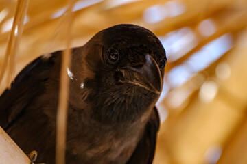Naklejka premium Frontal close-up of a clever black crow staring directly forward with intelligent eyes