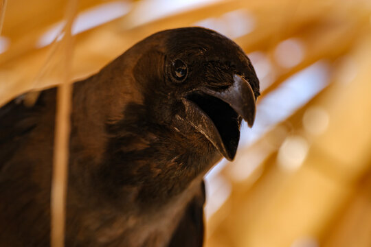 Curious black crow with an open beak looking up and vocalizing in natural habitat