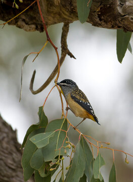 Spotted Pardalote on Branch Rothwell