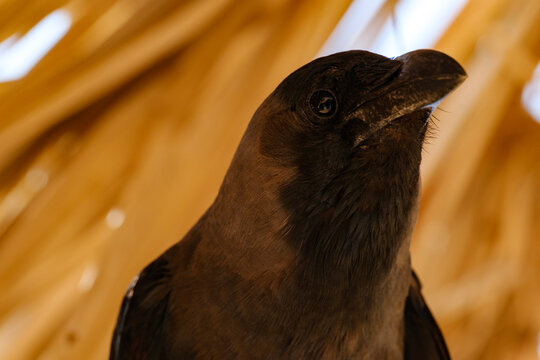 Alert house crow looking up with detailed feathers and strong beak