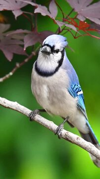 Blue Jay bird perched on a tree branch in a garden setting