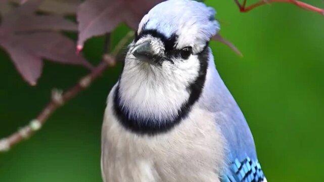 Close up portrait of a blue jay bird perched on a branch in a natural garden setting.