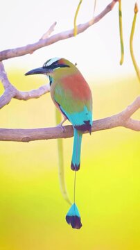Turquoise-browed Motmot bird perched on a branch in a vibrant tropical forest setting.