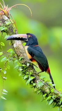 Collared Aracari toucan perched on a mossy tropical tree branch in the rainforest.