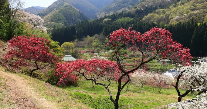 余里の一里花桃の里