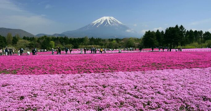 富士本栖湖リゾートの芝桜と富士山